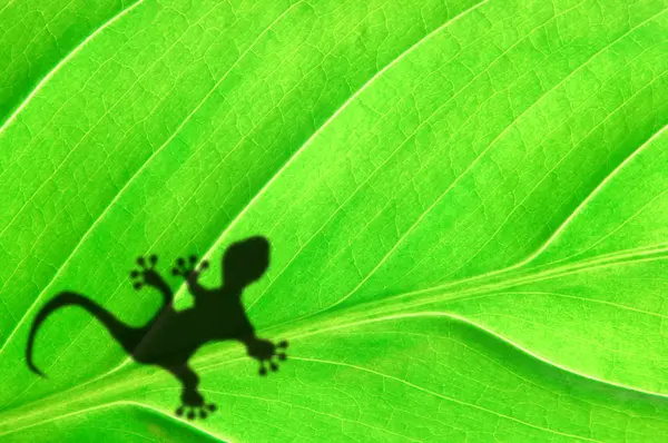 stock image Gecko shadow on leaf