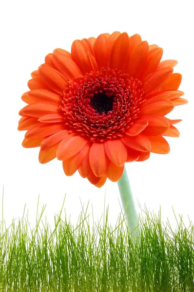 Çiçek tebrik kartı — Stok fotoğraf