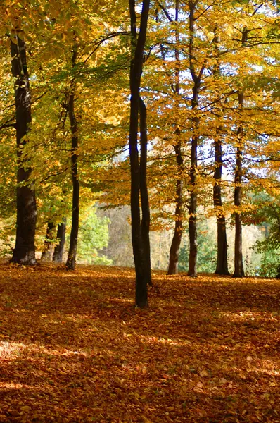 Las i ogród z złote liście na jesieni — Zdjęcie stockowe