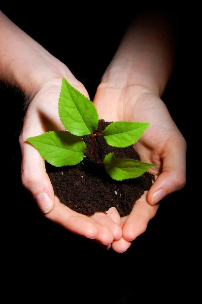 Elleri toprak ve bitki büyüme gösteren — Stok fotoğraf