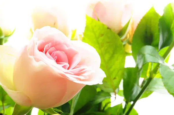 Φωτεινά ροζ τριαντάφυλλα — Φωτογραφία Αρχείου