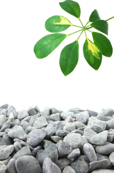 Kamienie i liść — Zdjęcie stockowe