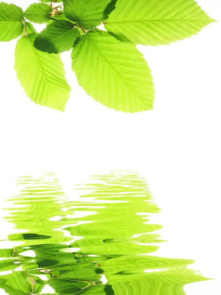 Grünes Laub und Wasser — Stockfoto