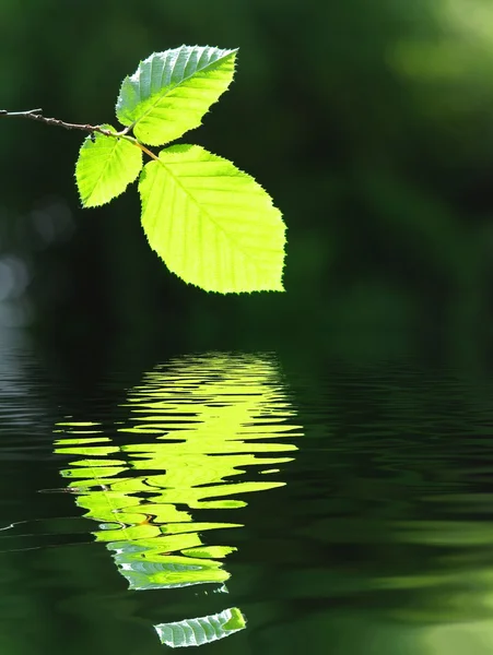 Πράσινο φύλλο και το νερό — Φωτογραφία Αρχείου