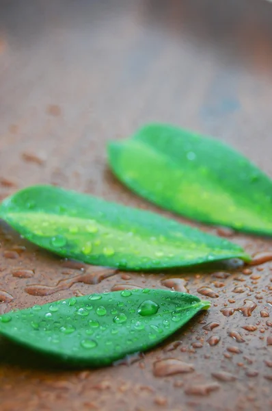 Концепция веллнесса с листьями — стоковое фото