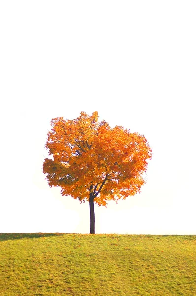 शरद ऋतूमध्ये वृक्ष — स्टॉक फोटो, इमेज