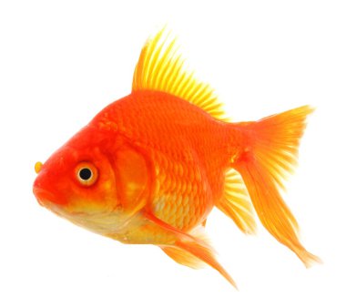 Goldfish clipart