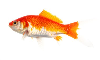 Goldfish clipart