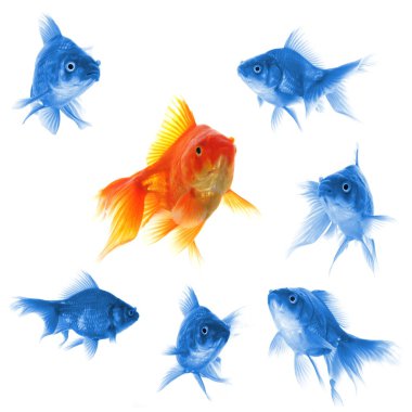 Goldfish clipart