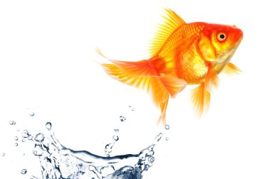 Goldfish clipart