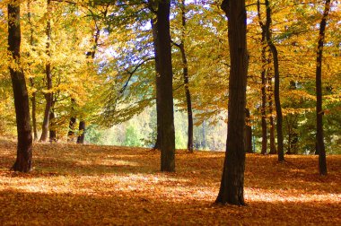 Forest and garden with golden leaves at fall clipart