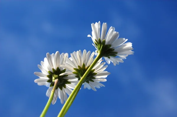 Daisy pod błękitne niebo — Zdjęcie stockowe