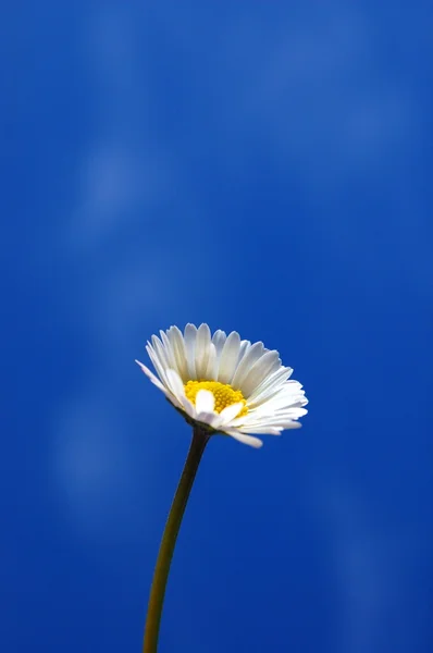 Gänseblümchen unter blauem Frühlingshimmel — Stockfoto