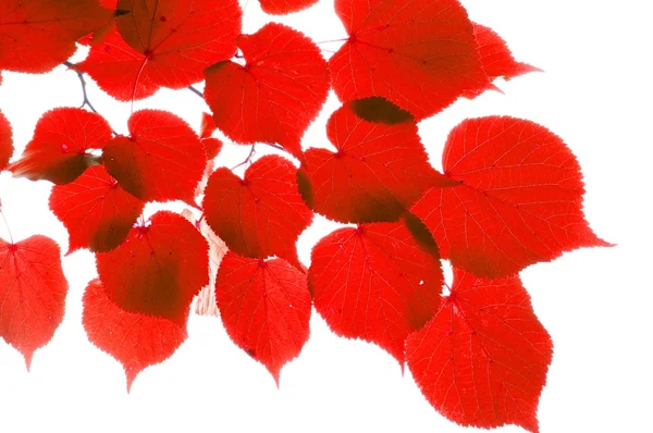 红色秋天的叶子 — 图库照片