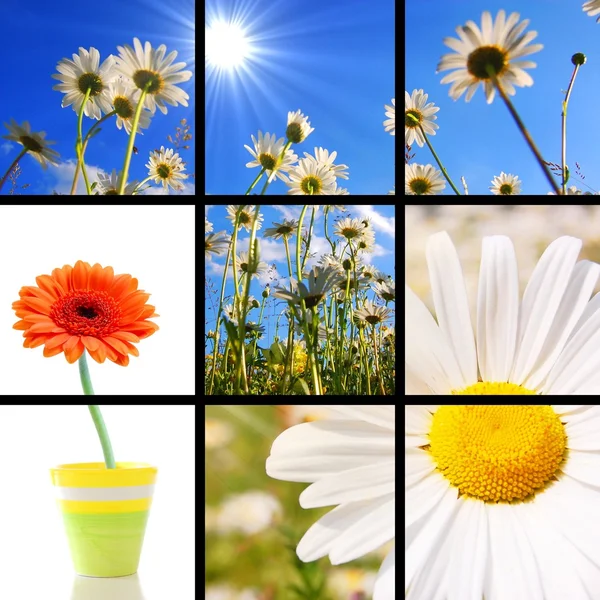 stock image Flower collage