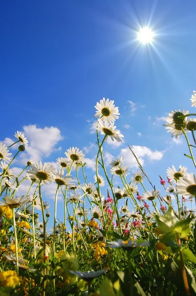 Blomster på engen om sommeren – stockfoto