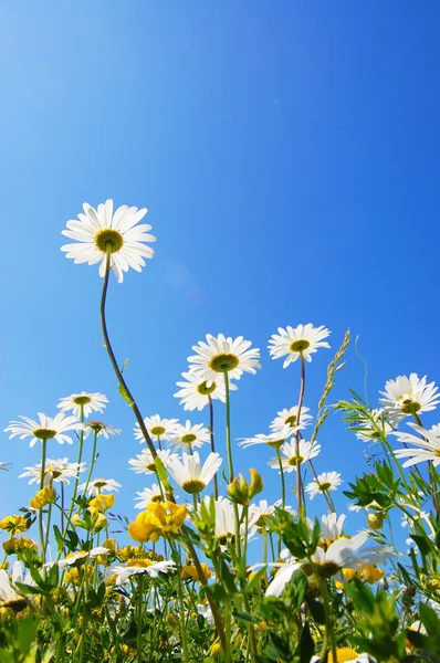 Tusensköna blomma på sommaren — Stockfoto