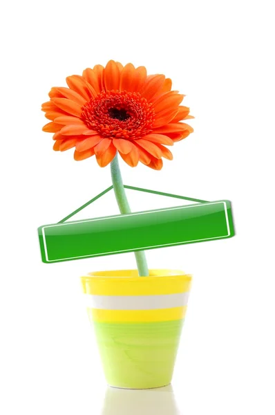 Flower in pot with copyspace — Stock Photo, Image