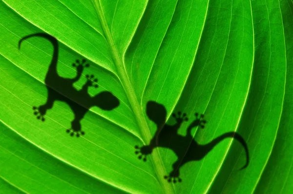 Grünes Dschungelblatt und Gecko — Stockfoto