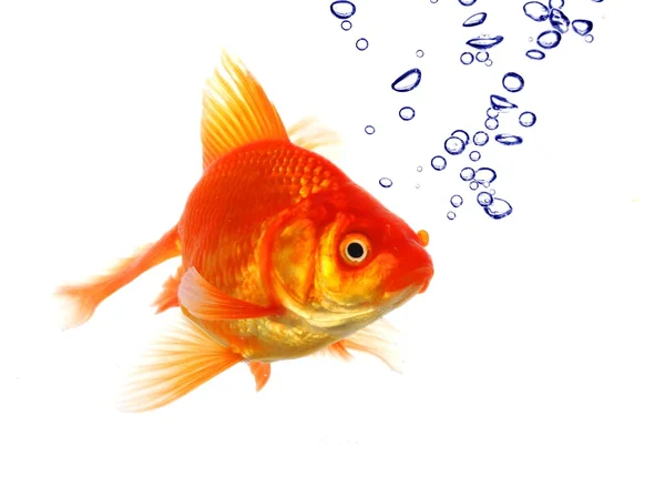 Goldfische und Blasen — Stockfoto