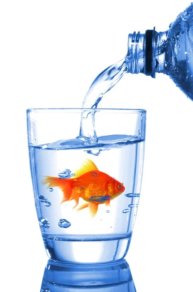 ガラス水の金魚 — ストック写真
