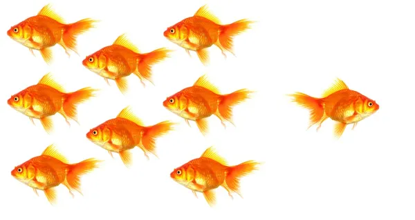 Individual goldfish — Stock Photo, Image