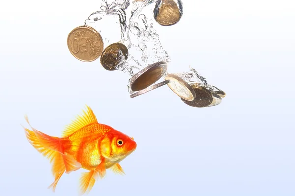 Akvaryum balığı ve para — Stok fotoğraf