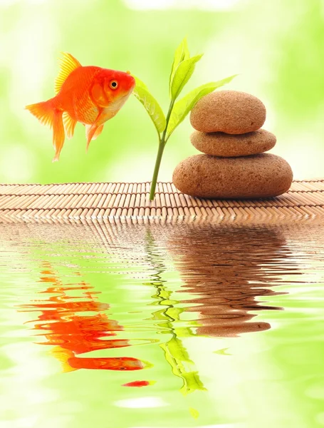 Zen oder Wellness — Stockfoto