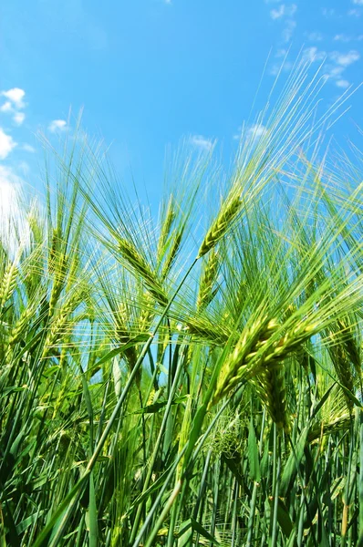 Wheat grain under blue sky — Stock Photo, Image