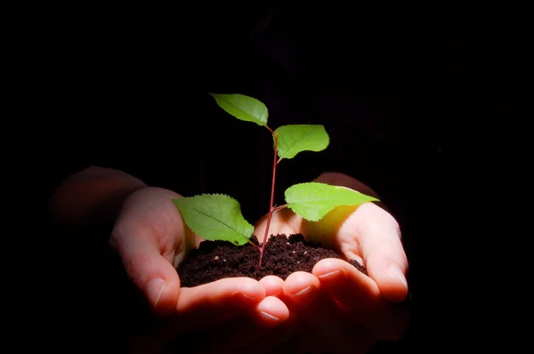 Handen bodem en plant tonen groei — Stockfoto