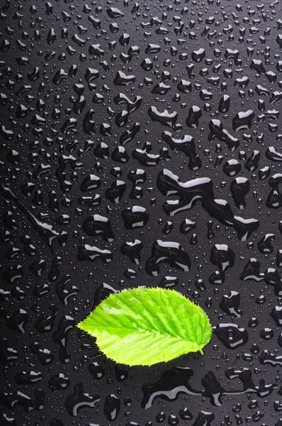 Leaf and black background — Stock Photo, Image