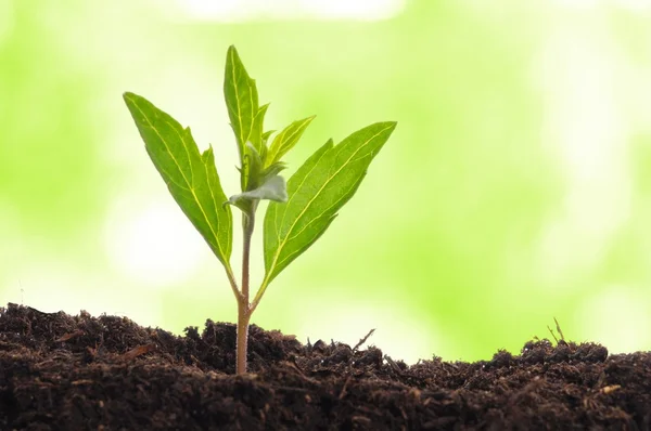 Young plant Stock Image