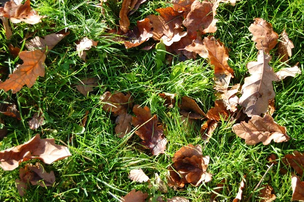 秋の葉を持つ草のテクスチャ — ストック写真
