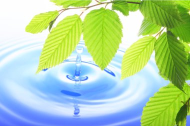 Green leaf and water drop clipart