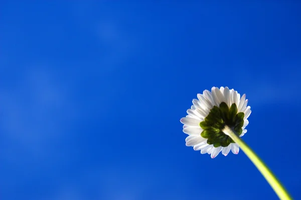 Margherita sotto il cielo blu — Foto Stock