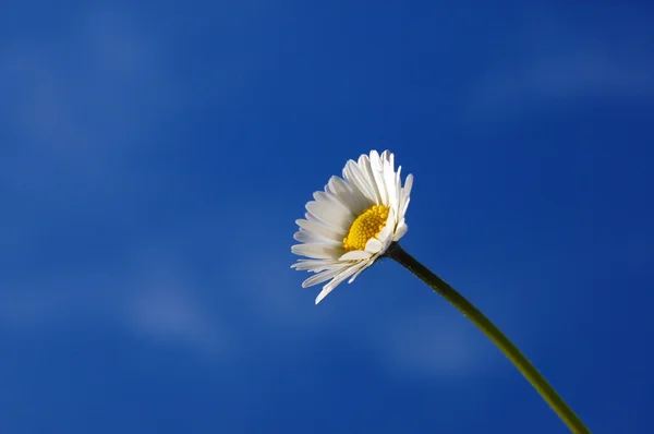 Daisy under blue spring sky — Stock Photo, Image