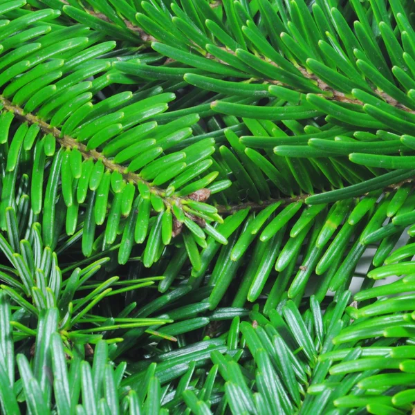 Зелений fir — стокове фото