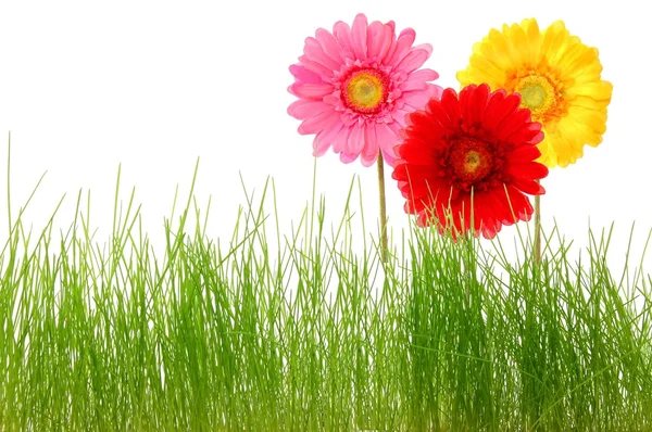 Çiçek ve çim — Stok fotoğraf