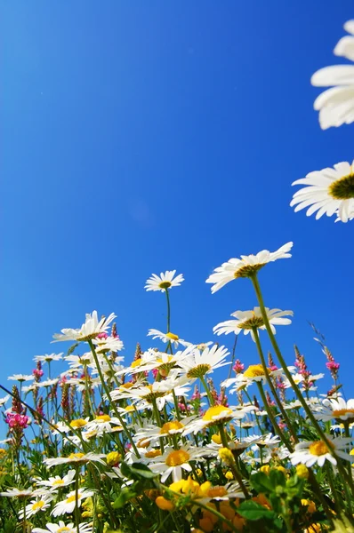 Tusensköna blomma på sommaren — Stockfoto