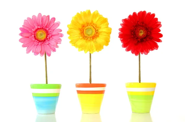 Coloridas flores de primavera — Foto de Stock