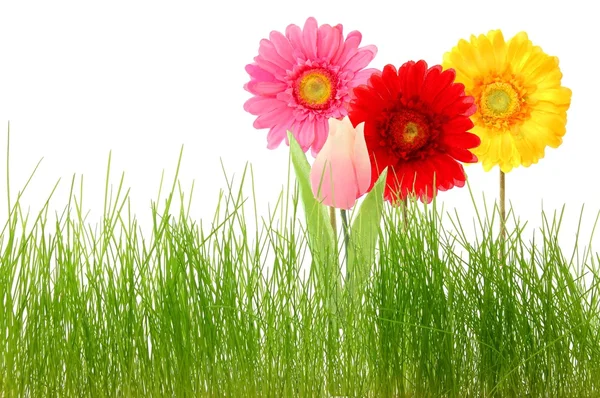 Çiçek ve çim — Stok fotoğraf