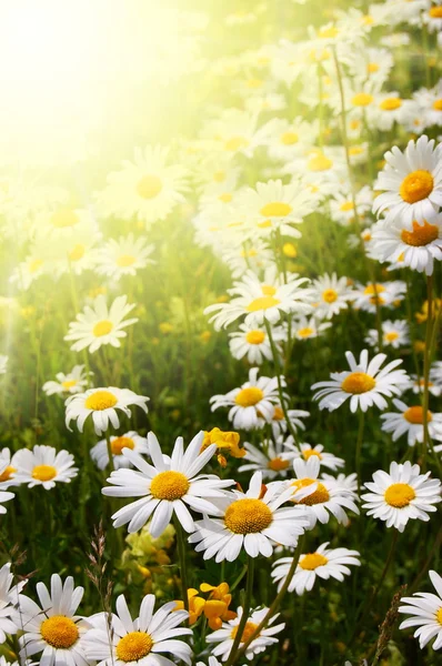 夏の畑でのデイジーの花 — ストック写真