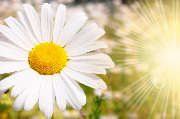 Květina a slunce — Stock fotografie