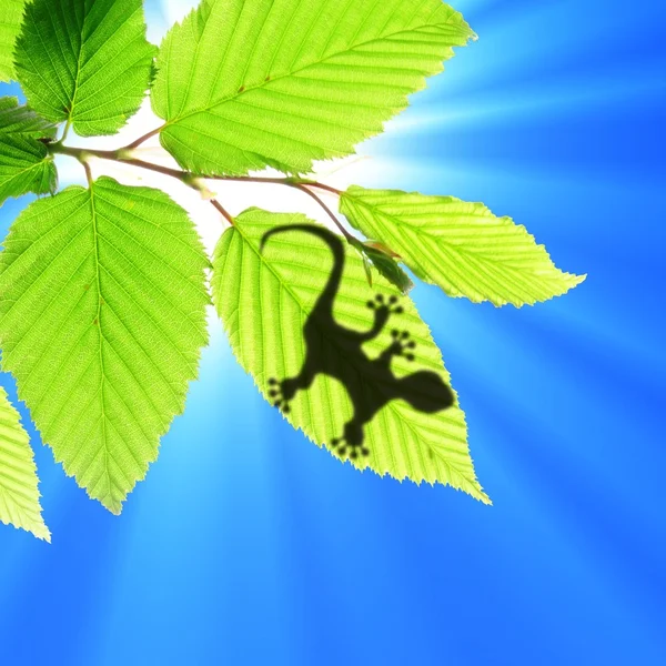 Gecko shadow on leaf — Stock Photo, Image