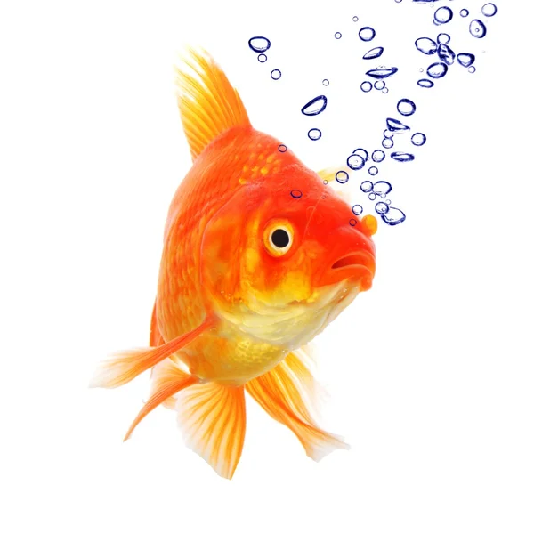 ปลาทอง — ภาพถ่ายสต็อก