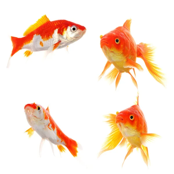Colecção Goldfish — Fotografia de Stock