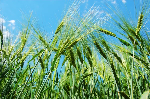 Grano di grano sotto il cielo blu — Foto Stock