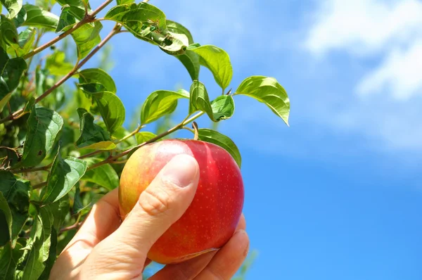 Manzana en árbol — Foto de Stock