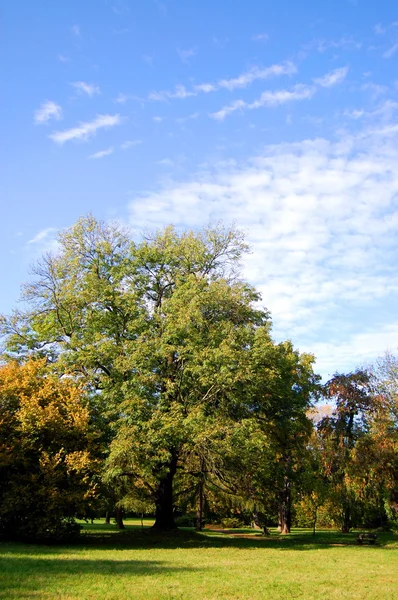 Caduta nel parco con alberi verdi sotto il cielo blu — Foto Stock