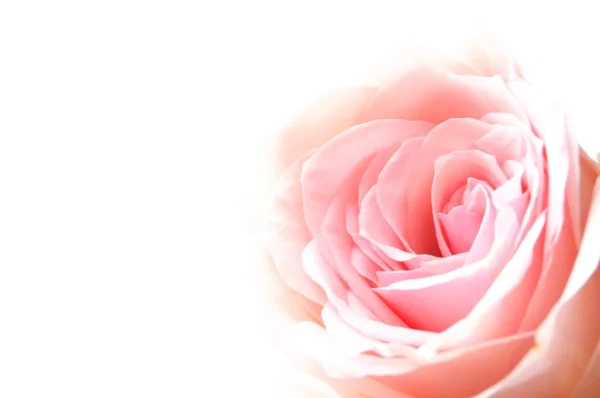 鮮やかなピンクのバラ — ストック写真